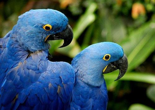 parrots - this is a happy couple indicates prosperity in life