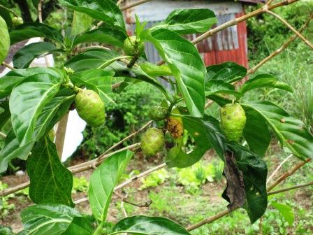 Herbal fruit. - A herbal fruit tree with fruits fully grown.