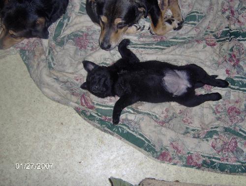 Charlotte laying on her back - My puppy Charlotte laying in her favorite spot, on her back.