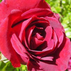 Rose - Red rose of love