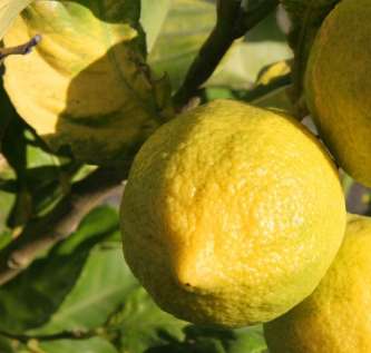 lemon - lemon,fruit,fruits. lemon - lemon,fruit,fruits.