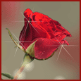A red rose - Roses are red and mylot is the best.