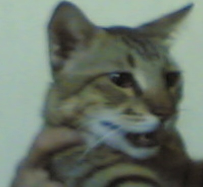 egyptian mau cat but locally known as bengal cat o - the egyptian mau cat and my cat(foto) in india looks the same but in india these cats are called local cats or non descript
