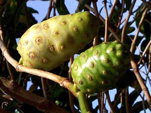 Morinda Citrifolia - Morinda Citrifolia is among the best herbs on earth. It also called queen of herbs.