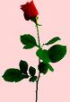 Special day - rose celebration,Special day