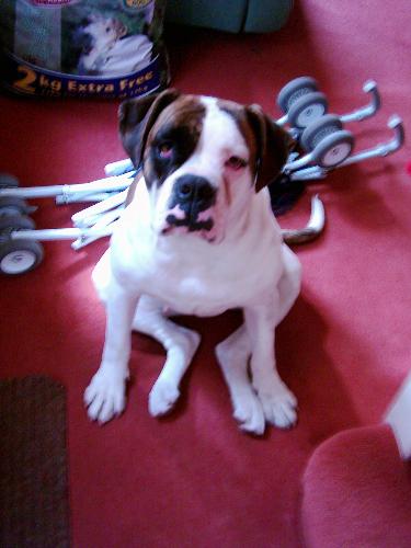 our little terror - This is my american bulldog missy