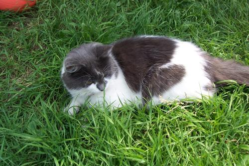 Crystal - here is one of my four cats Crystal