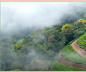 Munnar - A lovely hill station in Kerala