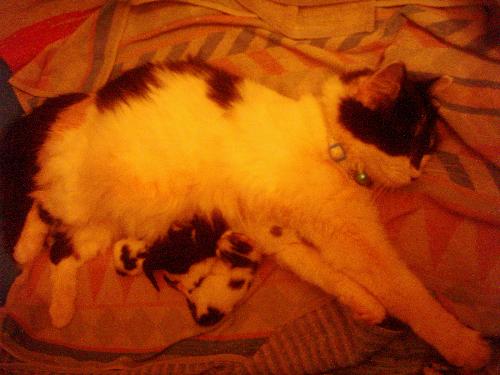 Savanah and kittens - here is my savanah baby just after she'd had her kittens she did really well and had all five in an our