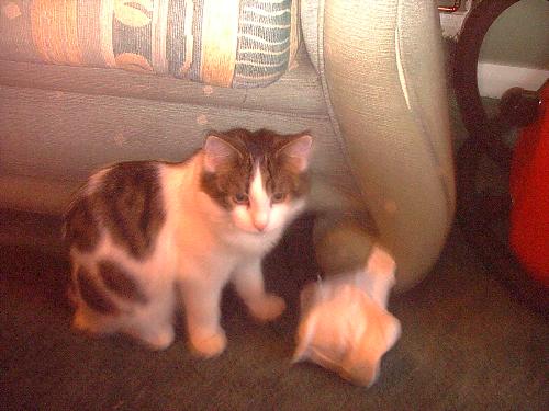 Angel - This is Angel one of Savanah's kittens she is now 7 mths old and gets more gorgeous by the day