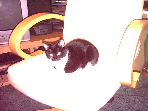 Taz - One of Savanah's babies again