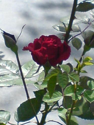 Red rose - a red rose, one way to express your love