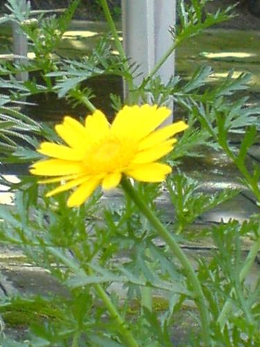 Yellow flower - a yellow flower in the season of spring