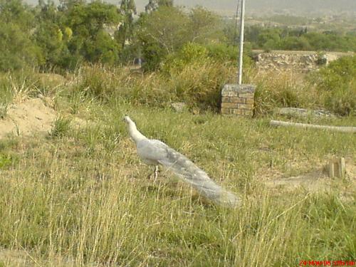 White peacock  - a white peacock living at the grave yard of a saint