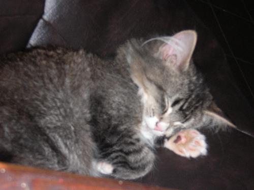 my kitten murphy - this is my christmas present murphy. he is only 6 weeks old in the picture and he was so scared when he came into my house. He is now three months old and is definately the man of the house. And he knows it.