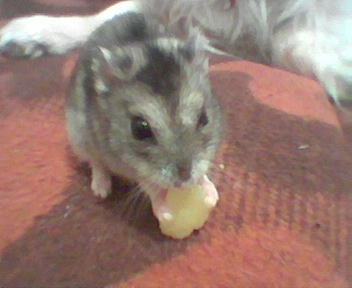 i'm hungry - i love potatoes