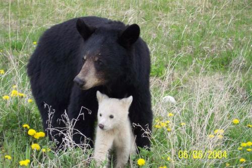 Mother Bear and Cub - Yup just took this just around the corner from where I live
