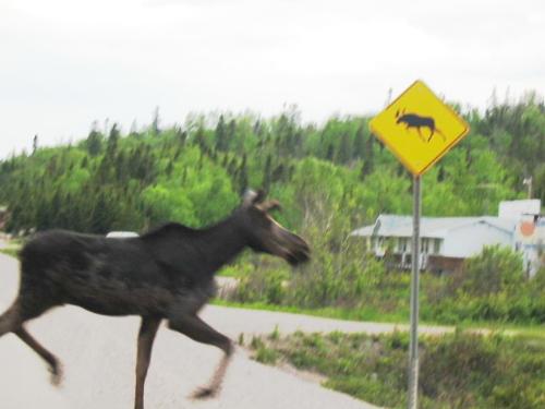Moose crossing road - Moose actually cross the road where the moose crossing signs are