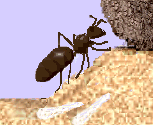 A drawing of a queen ant - ants are interesting, social creatures, but I do not want them in my home.