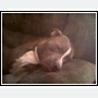 smokie - smokie 1 year