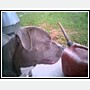 smokie - pittbull