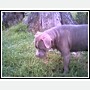 smokie - pittbull smokie
