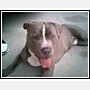 smokie - smokie pitt bull 1 yr
