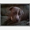 pittbull - smokie 1 yr