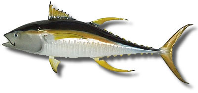 Yellowfin tuna - yellowfin tuna said to be like a gold when it comes to apanese market.