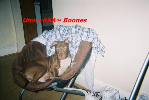my red nose - my dog 'uno'