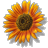 Sunflower - I love flowers, sunflowers remind me of Summer.