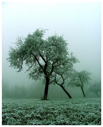nature - nature wallpaper