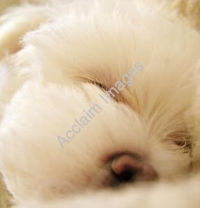 puppy dog - sleepy puppy dog, wake up! wake up!don't sleep!