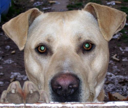 Let Me In!! - Buddy wants in the house, but can't because he loves to chase the cats.