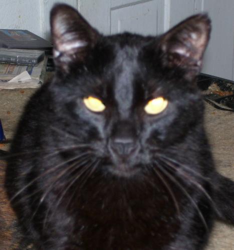 Midnight (aka...Fat Black Cat) - The biggest and most lazy one of the bunch.