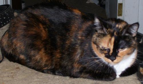 Miss LittleBit - The cutest calico in the world.