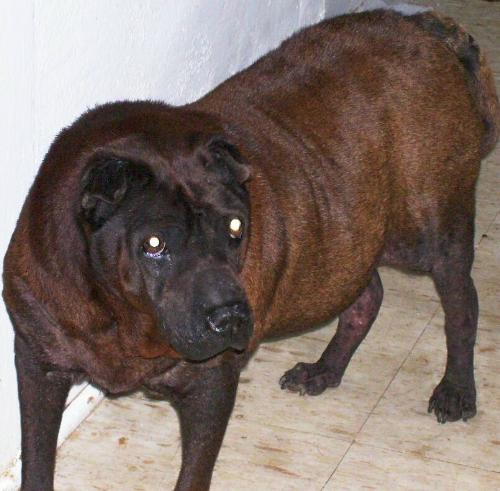 My Darling Meg - My 14 1/2 year old baby. She was just diagnosed with cancer and a failing liver. But so far she still eats like a pig, and loves to make herself heard.