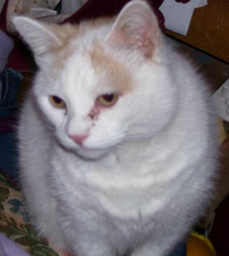 Prance...the Diva of the house. - This is my baby that I adopted from Pet Lifeline. When they got her, she was very scared because her owners severely abused her. Now, she is the queen diva, and what Prance wants, Prance gets.