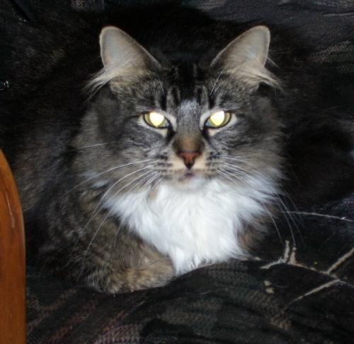 Princess Fluffy - Fluffy can be very timid and shy at times. But she is so gorgeous and loveable...very irrisistable.