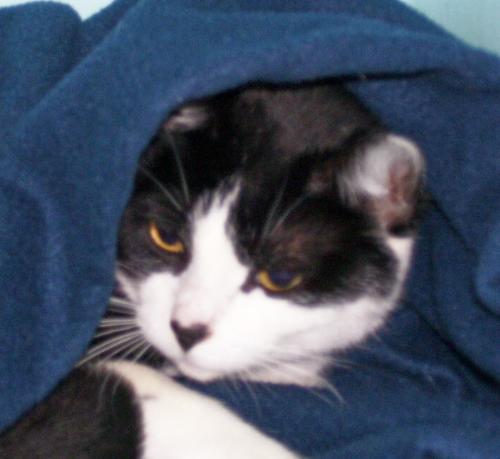 Vixie playing peek-a-boo - Vixie was given to me by a friend that was moving. If I hadn't taken her, she would've been taken to the pound. She is the other princess of the house.