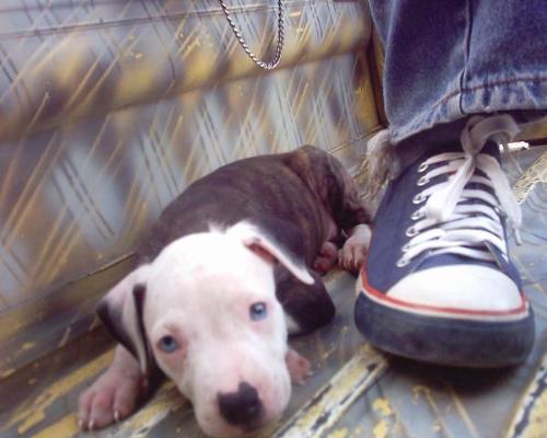 my pitbull, yuri - this is my pitbull a showtype.. she's 4 months in that picture..