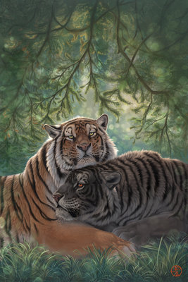 tiger - tigers photo