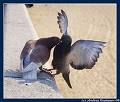 love - Pigeons loving each other