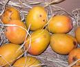 A delicious fruit Alphanso mango - King of the fruits