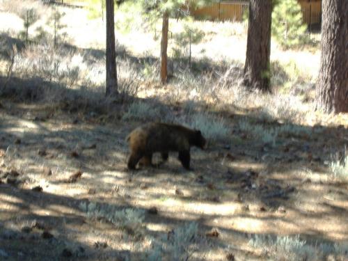 Tahoe Bear - Bear wandering down to the lake for a drink