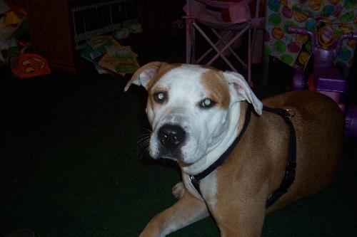 Pitbull - Daisy, what a good doggie!