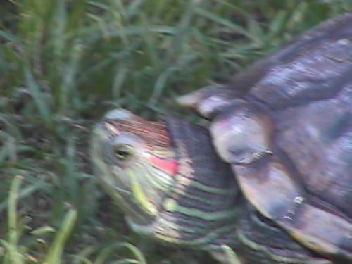 red eared slider - zeppelin, turtle