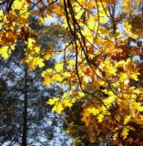 autumn - the type of whether that i like