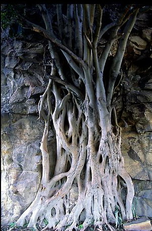 Disturbed Roots - THis is a photo of really disturbed roots! Since last 5 to 6 decads, say after second world war the roots of trees have suffered a lot. So these roots are become now symbols for key issues of the environment! Disturbed Roots - THis is a photo of really disturbed roots! Since last 5 to 6 decads, say after second world war the roots of trees have suffered a lot. So these roots are become now symbols for key issues of the environment!