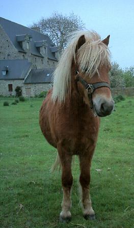 A pony in the Brittany countryside - A Bretagne Pony